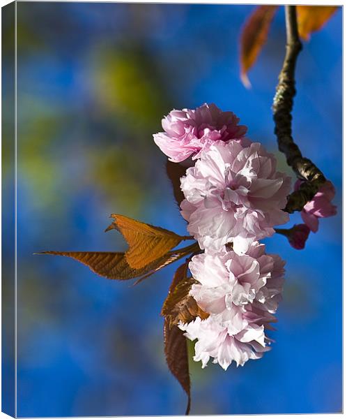 Cherry Blossom Canvas Print by Brian Roscorla