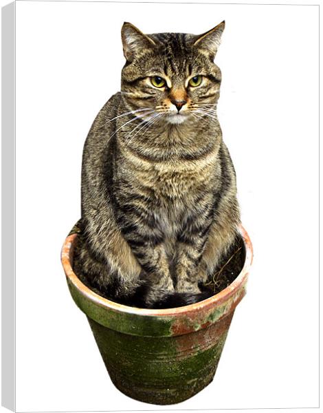 Potted Cat Canvas Print by Brian Roscorla