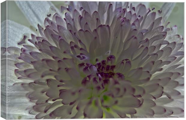 Chrysanthemum Canvas Print by Brian Roscorla