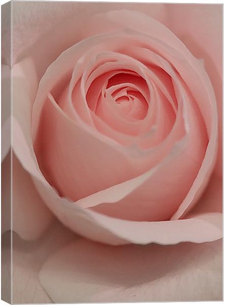 The Pink Rose Canvas Print by Brian Roscorla