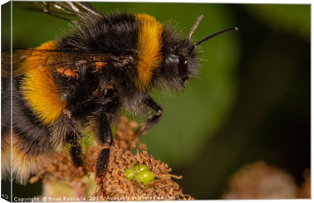 Bumble Bee Canvas Print by Brian Roscorla