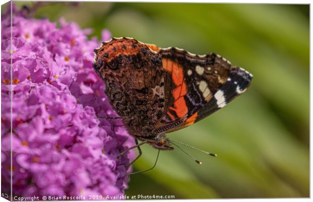 Red Admiral Canvas Print by Brian Roscorla