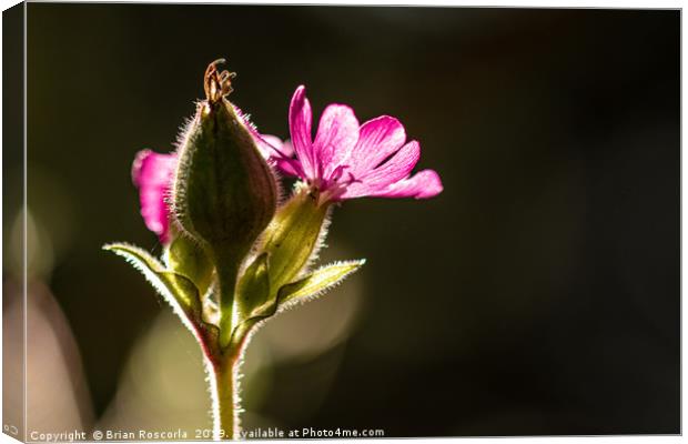 Red Campion Canvas Print by Brian Roscorla