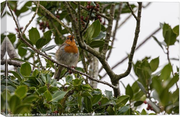  Robin Canvas Print by Brian Roscorla