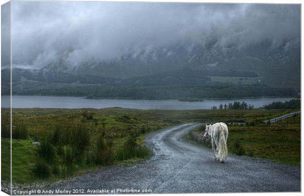 White Horse In Connemara Canvas Print by Andy Morley
