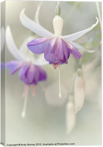 The Fuchsia's Bright Canvas Print by Andy Morley