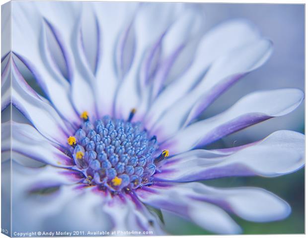 Osteospermum Canvas Print by Andy Morley