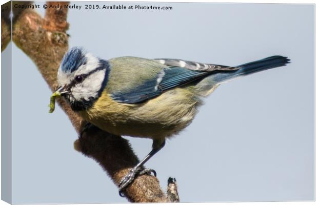Blue Tit Canvas Print by Andy Morley
