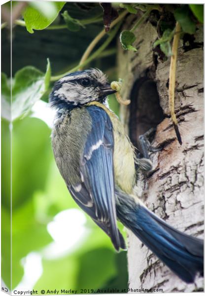 Blue Tit feeding young Canvas Print by Andy Morley