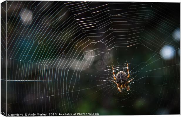 The Spider's Web Canvas Print by Andy Morley