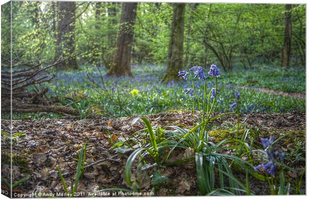 Bluebell wood Canvas Print by Andy Morley