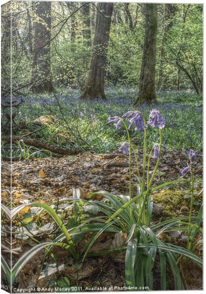 Bluebells Canvas Print by Andy Morley