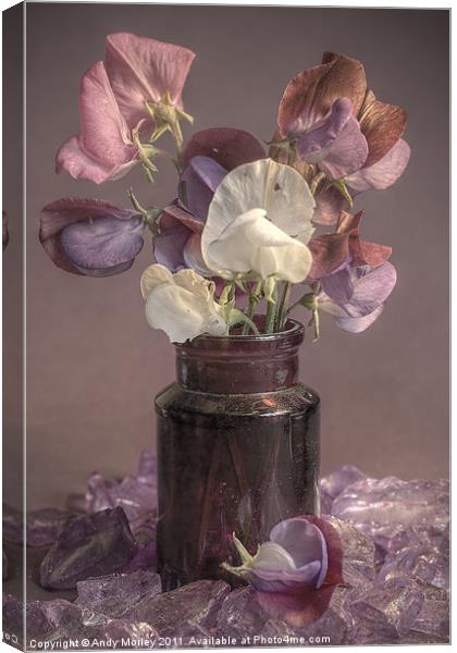 Sweet Pea Canvas Print by Andy Morley