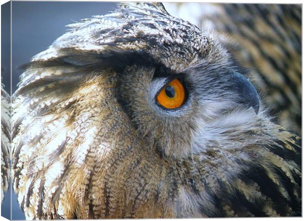 eagle owl 2 Canvas Print by malcolm maclean