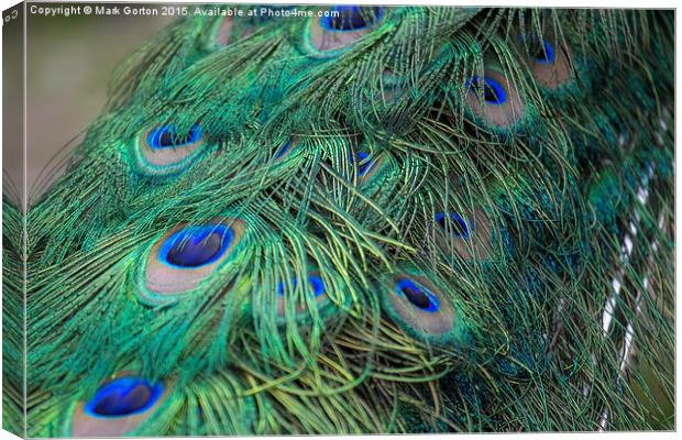  Shining peacock feathers Canvas Print by Mark Gorton