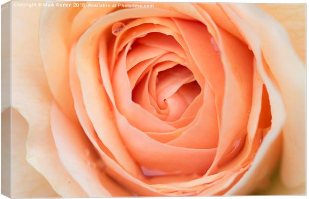  Perfectly Pink Rose Canvas Print by Mark Gorton