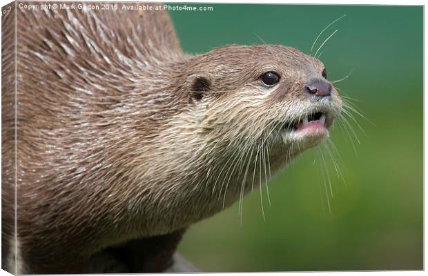  Small Clawed Otter Canvas Print by Mark Gorton