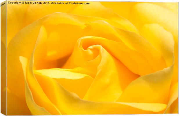  Yummy Yellow Rose Canvas Print by Mark Gorton