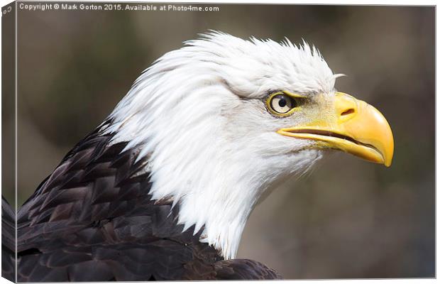  Frowning Bald Eagle Canvas Print by Mark Gorton