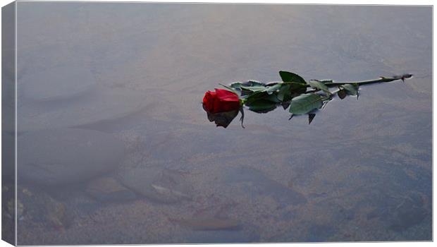 Red Rose floating in water Canvas Print by C.C Photography