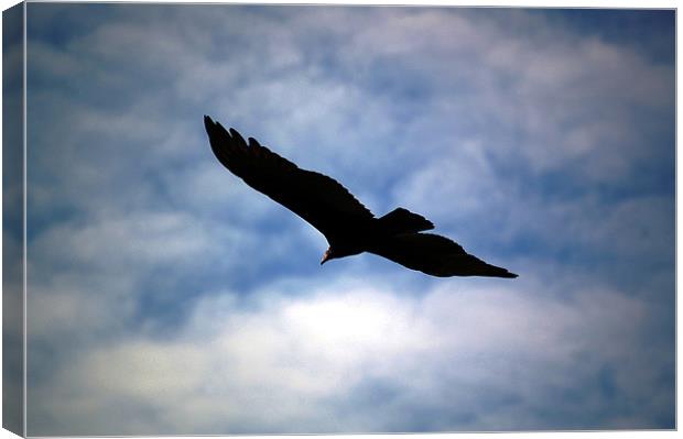 Red Headed Vulture Canvas Print by james balzano, jr.