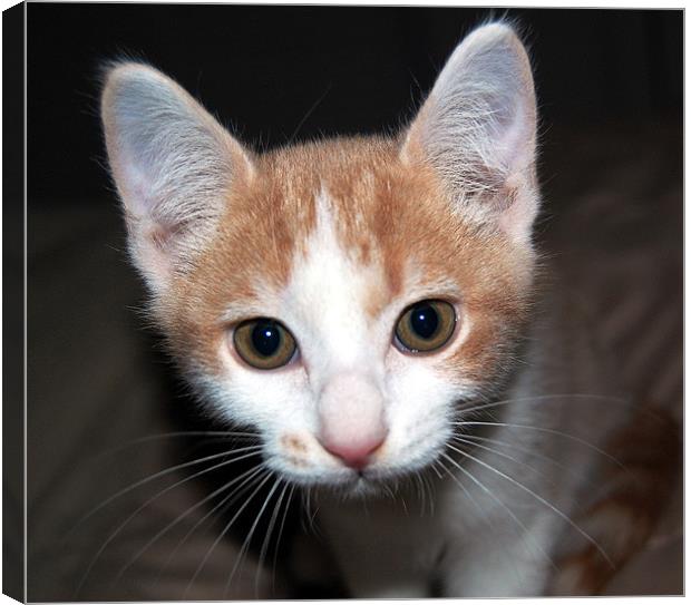 Kitten Close Up Canvas Print by james balzano, jr.