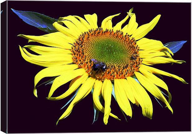 Fly on Sunflower Canvas Print by james balzano, jr.