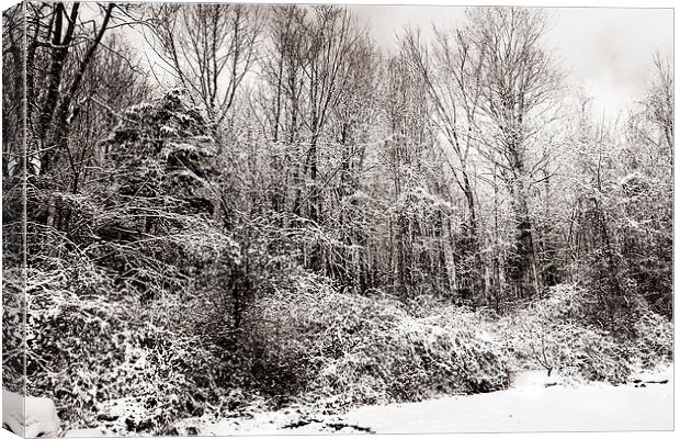 Duotone of Snow and Trees Canvas Print by james balzano, jr.