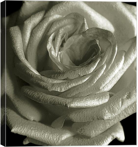 Close up Rose Canvas Print by james balzano, jr.