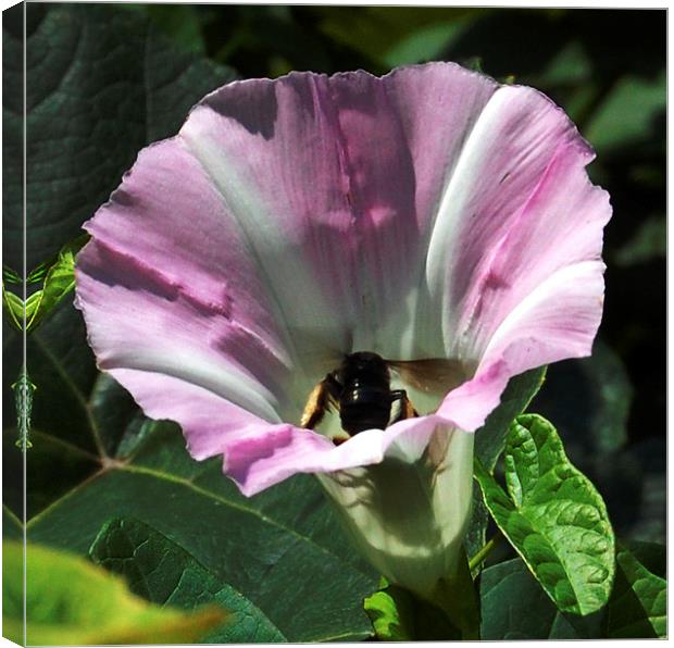 Bee in a Flower Canvas Print by james balzano, jr.