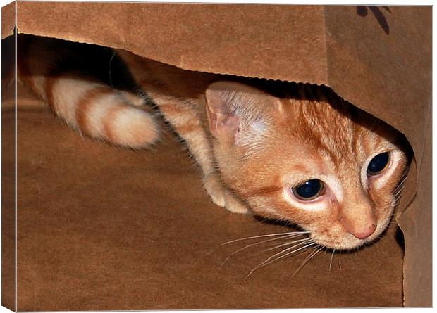 Kitten in a Bag Canvas Print by james balzano, jr.