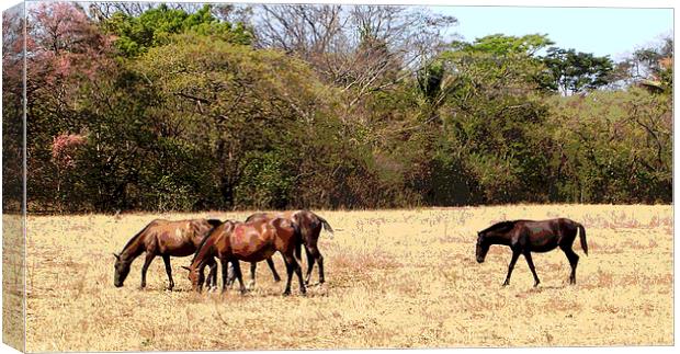 Horses in the Field Canvas Print by james balzano, jr.