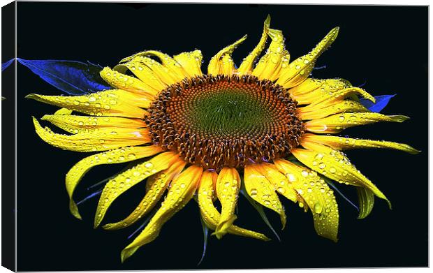 Dew Laden Sunflower Canvas Print by james balzano, jr.