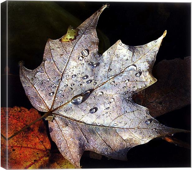 Leaf Afloat Canvas Print by james balzano, jr.