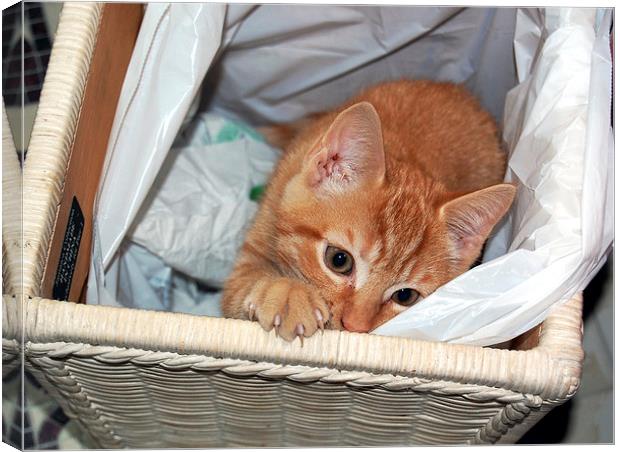 Cat in a Basket Canvas Print by james balzano, jr.