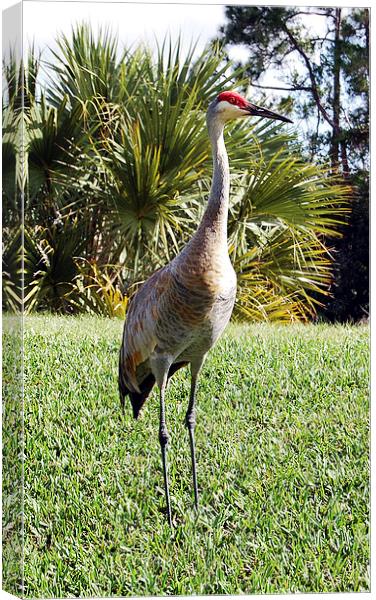 Sandhill Crane Canvas Print by james balzano, jr.