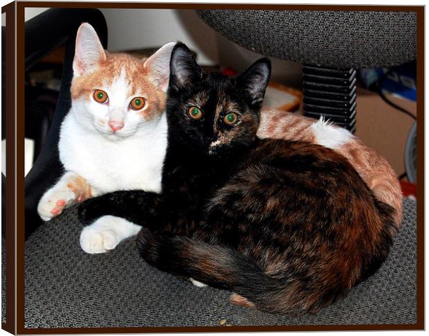 Two Kittens at Rest Alerted Canvas Print by james balzano, jr.