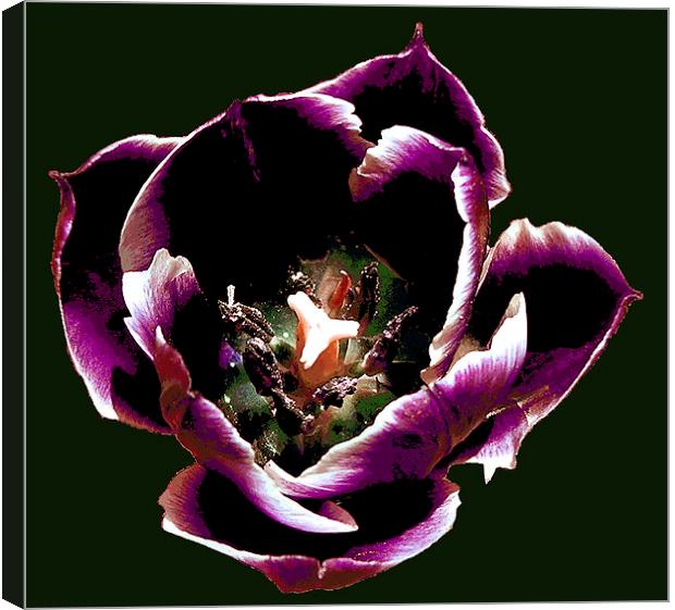Purple Tulip Filled With Rain Canvas Print by james balzano, jr.