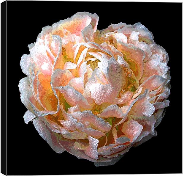 Rare Orange Peony Canvas Print by james balzano, jr.