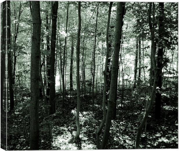  The Forest- Duo Tone Canvas Print by james balzano, jr.