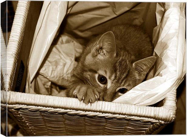 Tritone Cat in a Basket  Canvas Print by james balzano, jr.