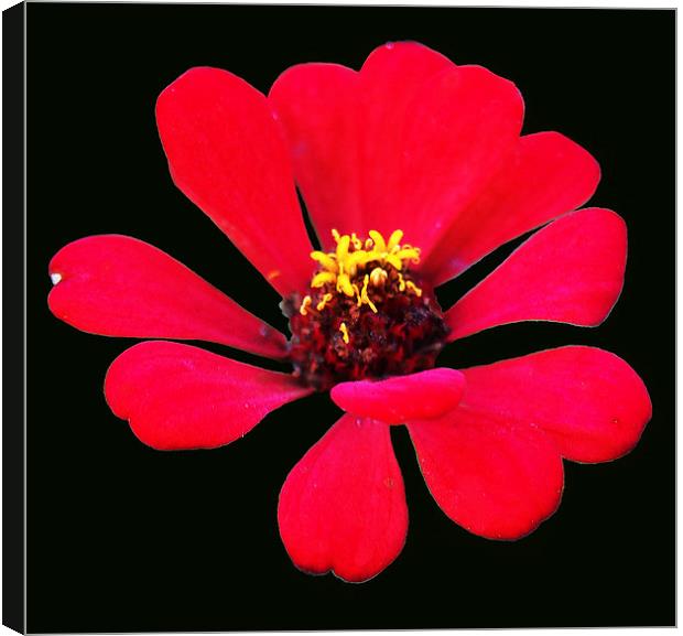  Red Tropical Flower Canvas Print by james balzano, jr.