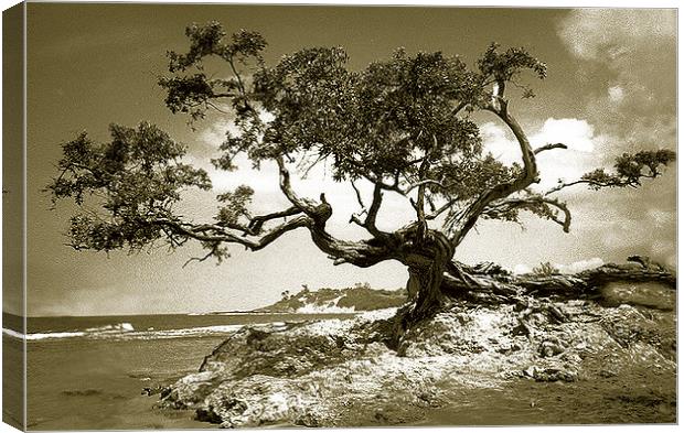  Tree on Beach at Treasure Beach, Jamaica Canvas Print by james balzano, jr.