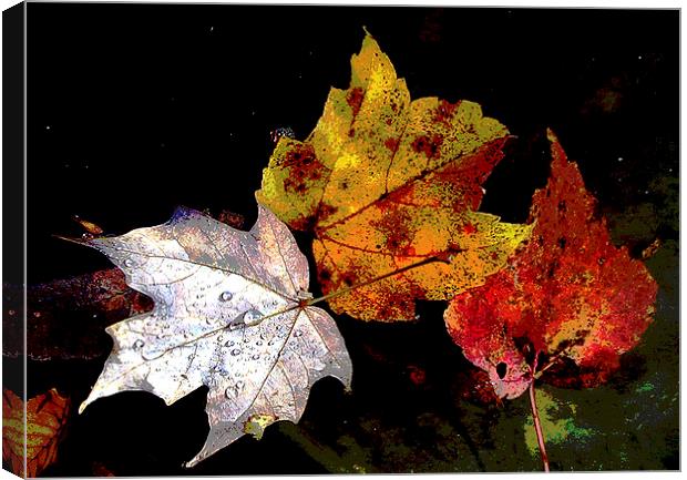  Leaves in Pond Posterised Canvas Print by james balzano, jr.