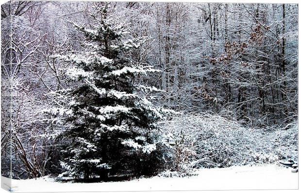Winter Scene  Canvas Print by james balzano, jr.