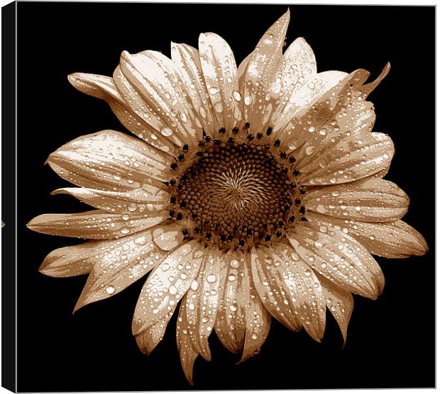Tritone Sunflower  Canvas Print by james balzano, jr.