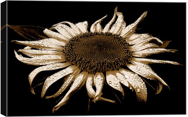  Sunflower Three Toned Image  Canvas Print by james balzano, jr.
