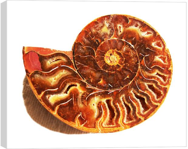 Shell Fossil  Canvas Print by james balzano, jr.