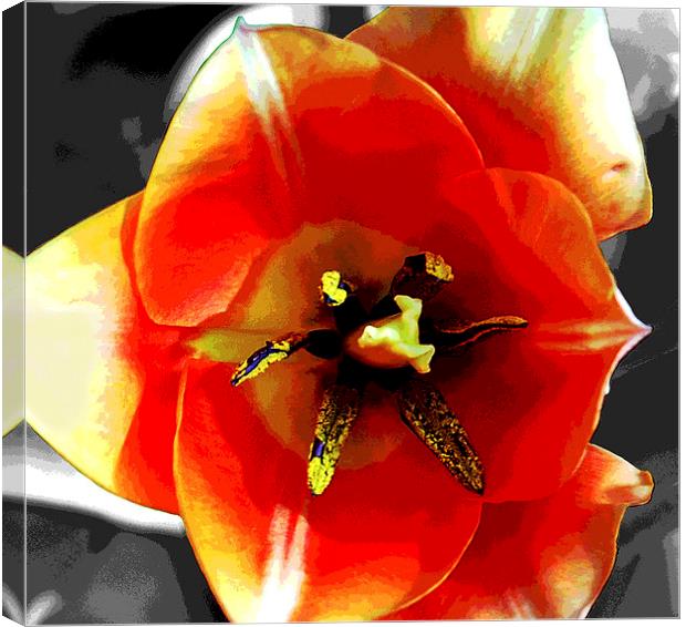 Close Up Tulip  Canvas Print by james balzano, jr.