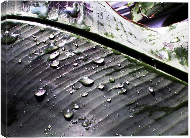  Water Droplets on a Leaf Canvas Print by james balzano, jr.